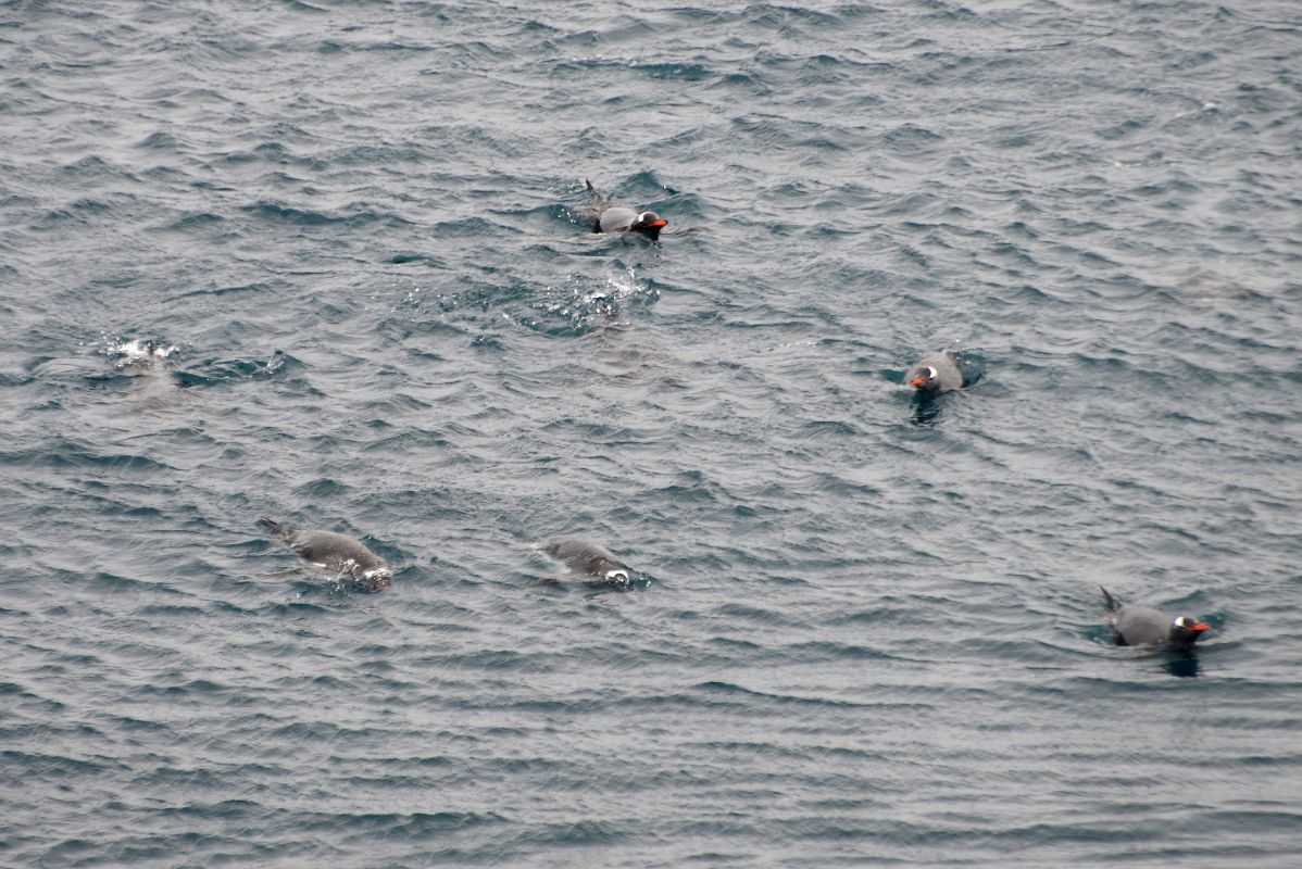 06A Penguins In The Water At Port Foster Deception Island On Quark Expeditions Antarctica Cruise Ship